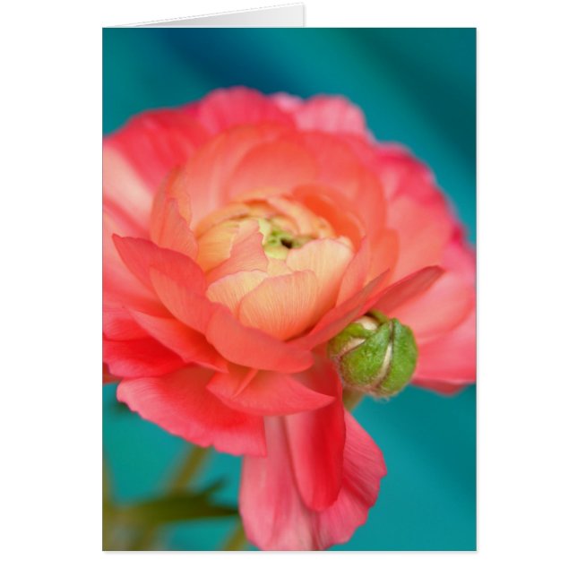 ranunculeux avec bourgeon (Devant)