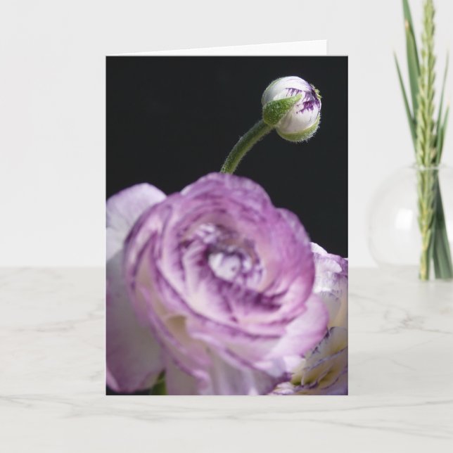 Ranunculus asiaticus White Persian buttercup Karte (Vorderseite)