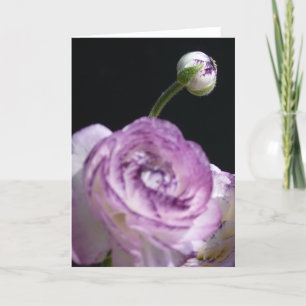 Ranunculus asiaticus White Persian buttercup Karte