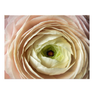 Ranunculus-Blume Fotodruck