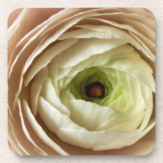 Ranunculus-Blume Getränkeuntersetzer (Vorderseite)
