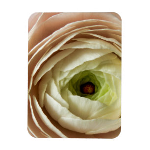 Ranunculus-Blume Magnet