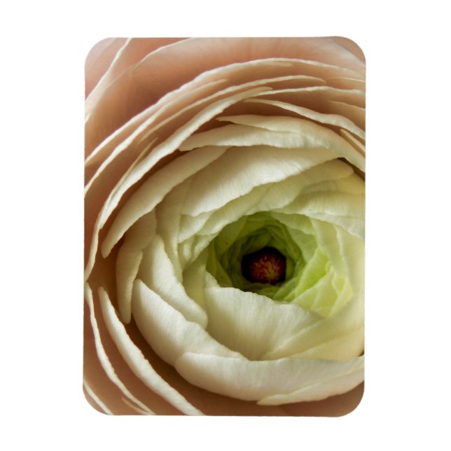 Ranunculus-Blume Magnet (Vertikal)