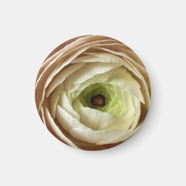 Ranunculus Blume Magnet (Vorne)