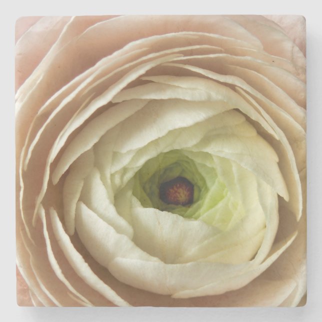 Ranunculus-Blume Steinuntersetzer (Vorderseite)