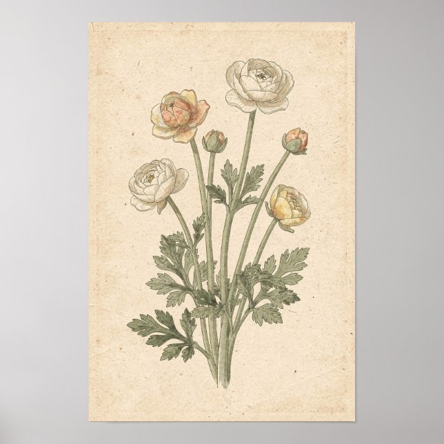 Ranunculus Botanischer Druck Poster (Vorne)