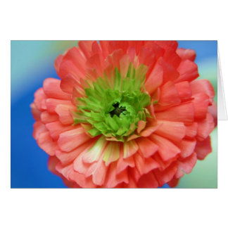 ranunculus centre vert