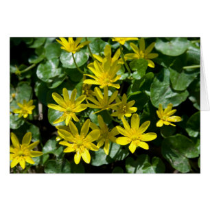 Ranunculus ficaria