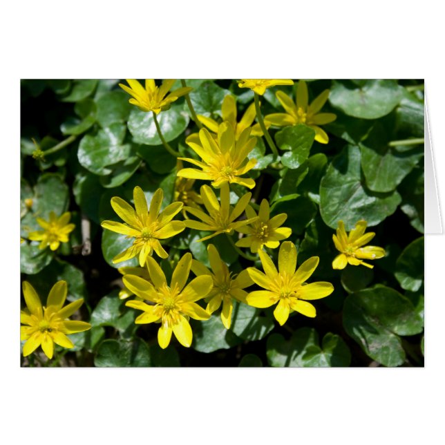 Ranunculus ficaria (Vorderseite (Horizontal))