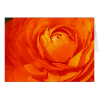 Ranunculus orange