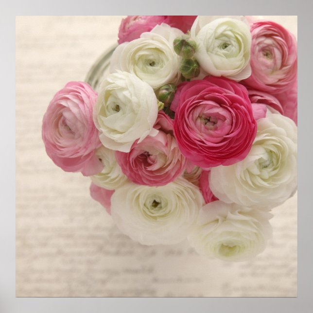 ranunculus rose et blanc sur affiche (Devant)