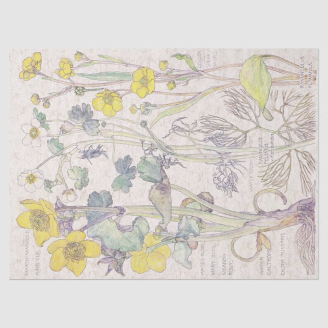 Ranunculus-Wildblume-Blumen-Seidenpapier Seidenpapier (Vorderseite)