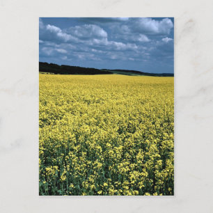 Rapeseed, Wiltshire, England Postkarte