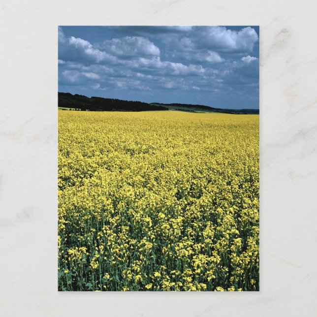 Rapeseed, Wiltshire, England Postkarte (Vorderseite)