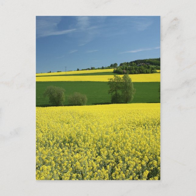 Rapsfeld bei Bavenhausen, Deutschland Postkarte (Vorderseite)