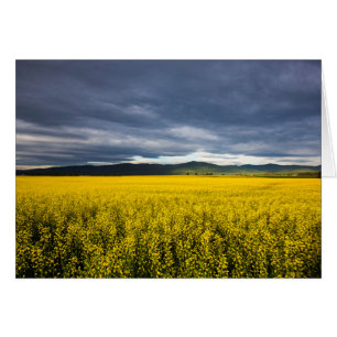 Rapsfeld im Morgenlicht im Flathead