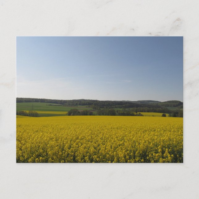 Rapsfeld Postkarte (Vorderseite)