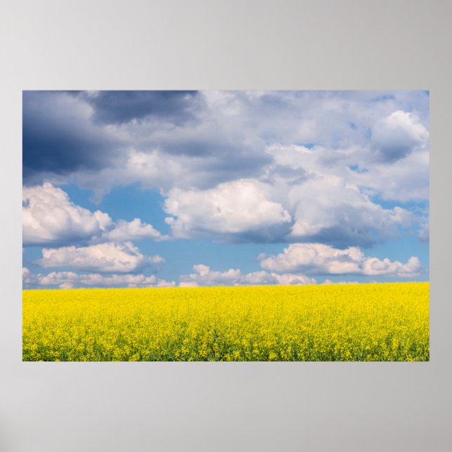 Rapsfeld und Wolken Poster (Vorne)