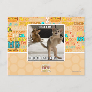 Raptor Kitten Postkarte