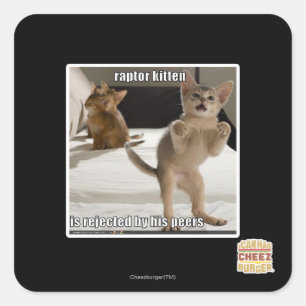 Raptor Kitten Quadratischer Aufkleber