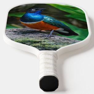 Raquette De Pickleball Magnifique oiseau chanteur Starling Africain