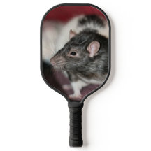 Rat