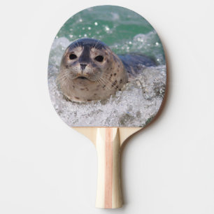 Raquette De Ping Pong A baby seal surfing