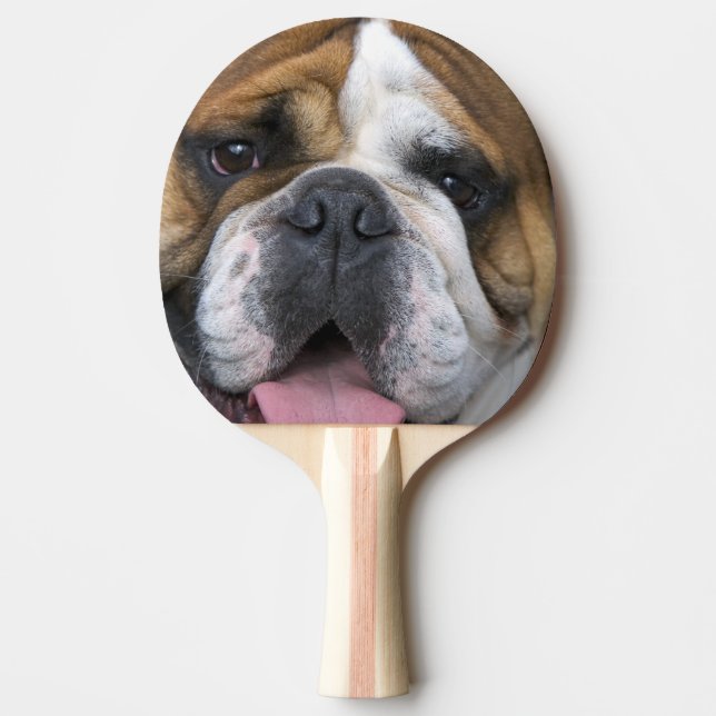 Raquette De Ping Pong A English bulldog en Belgique. (Devant)