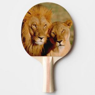 Raquette De Ping Pong Afrique, Namibie, Okonjima. Lion & lionne
