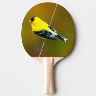 Raquette De Ping Pong American Goldfinch - Photo originale