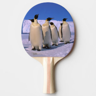 Raquette De Ping Pong Antarctique, Territoire antarctique australien, 7