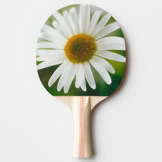 Raquette De Ping Pong Basière oculaire blanche - Leucanthemum vulgare (Devant)