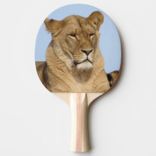 Raquette De Ping Pong Beau Lion reposant dans la nature