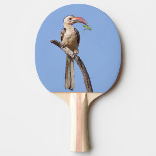 Raquette De Ping Pong Bécasseau à bec rouge
