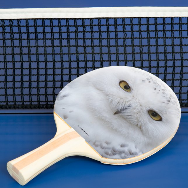 Raquette De Ping Pong Belle, Dreamy et Serene Snowy Owl (Insitu)