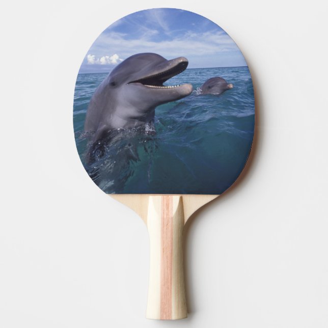 Raquette De Ping Pong Caraïbes, Bottlenose (Devant)