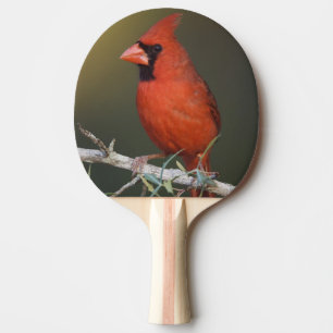 Raquette De Ping Pong Cardinal rouge, Cardinalis cardinalis, mâle