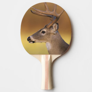 Raquette De Ping Pong Cerf de Virginie, Odocoileus virginianus,