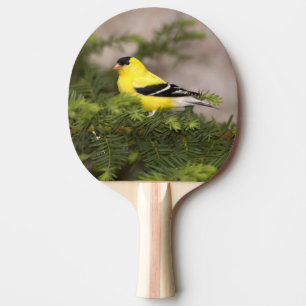 Raquette De Ping Pong Chardonneret jaune mâle dans un arbre