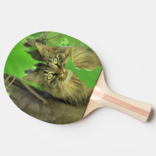 Raquette De Ping Pong Chat Maine Coon dans l'arbre