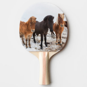 Raquette De Ping Pong Cheval islandais en hiver en Islande