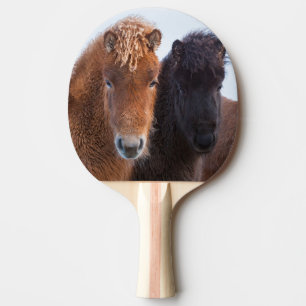 Raquette De Ping Pong Cheval islandais en hiver en Islande