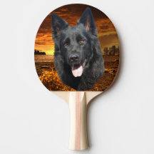 Chien de berger
