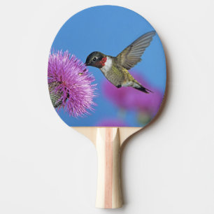 Raquette De Ping Pong Colibri à gorge rubis