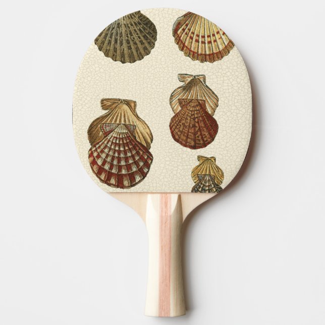 Raquette De Ping Pong Coquilles antiques crépitées (Devant)