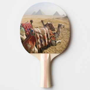 Raquette De Ping Pong Égypte, Le Caire. Chameaux au repos