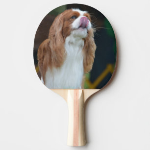 Raquette De Ping Pong Épagneul cavalier doux du Roi Charles