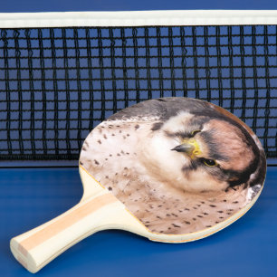 RAQUETTE DE PING PONG FALCON