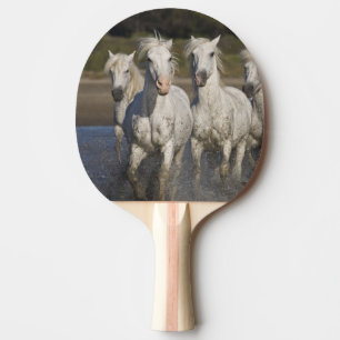 Raquette De Ping Pong France, Camargue. Les chevaux courent