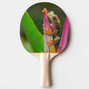 Raquette De Ping Pong Grenouille aux yeux rouges, Costa Rica